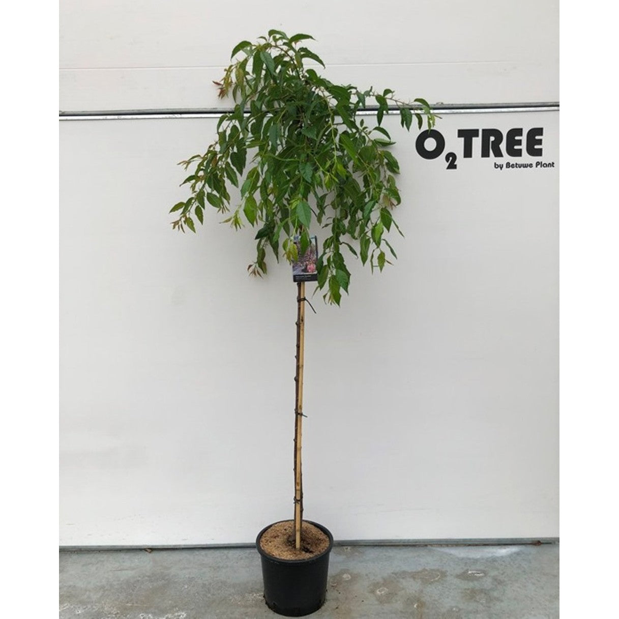 Japanskt körsbär – Prunus serrulata 'Kiku-shidare' - 150 CM Stem C15
